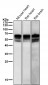 Anti-Phospho-Src (Y529) Rabbit Monoclonal Antibody